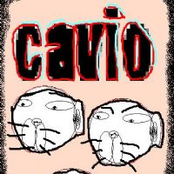 cavio