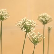 May Is the Most Beautiful Month. - Single