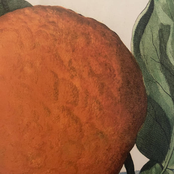 hirsute mandarin (24bit 96hz)