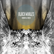 Black Whales: Shangri-La Indeed