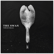 The Swan