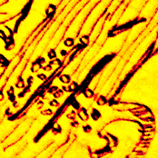 -Incompetent vol​.​2- Schizophrenic Songs 2015