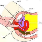 the elusive G spot