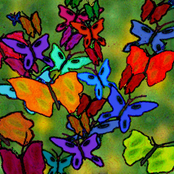 Mariposas En Mi Jardin