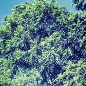 I Know it's the Trees...