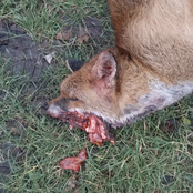 God Will Step On You 2025