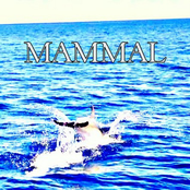 Mammal    (Shallow House)   club/house/chill