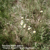 Virginia Brown (Single)