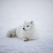 Snowbed