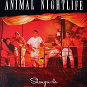 Bittersweet by Animal Nightlife