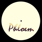 phloem