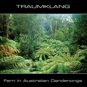 Fern in Australian Dandenongs