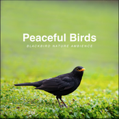 Blackbird Nature Ambience