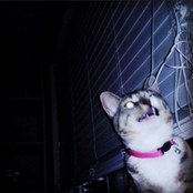 Sunlite Yellow Overdrive