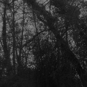 La Forêt Hors Du Temps