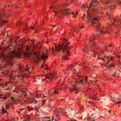 FFFFFADDDEEEEINTOYYYOOUUU