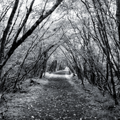 Forest for the Trees