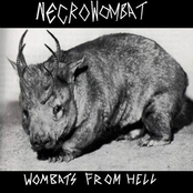 Wombats From Hell