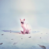 When the Hunter Becomes the Hunted