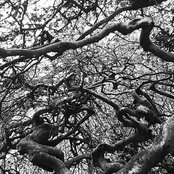 Powdered Hearts Winter Sampler (2017-18)