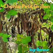 Chante Petit Grillon