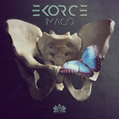 Ekorce: Imago
