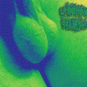 Shemale Fantasy full length