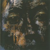 The Shadows of Birds Flying Fall Slowly Down The Tall Building