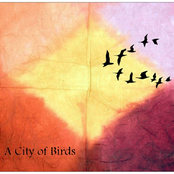 a city of birds