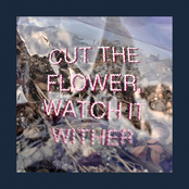 Cut the Flower, Watch it Wither