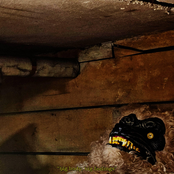 Big Body, Big Feelings