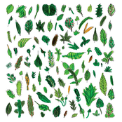 Canopy