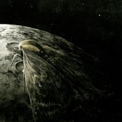 Moth and the Moon