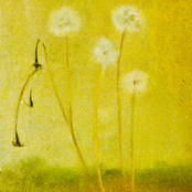 Jackson Lundy: Dandelions