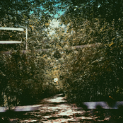A Handful Of Dried Leaves In The Yard