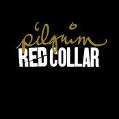 Pilgrim by Red Collar