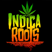 Indica Roots: Cut Corners