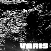 Varis