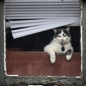 The Cat's Out Of The Bag