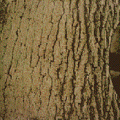 Auf Wilden Pfaden / Im Einklang der Gewalten