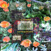 Bonnie Baxter Cobweb Sensations