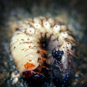 Cult of the Abstract