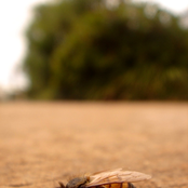 Bees Suck, Let 'Em Die