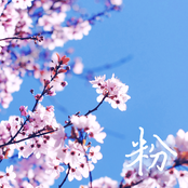 粉reflection