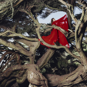 Nested in Tangles (Deluxe)