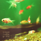 vaga-lume-grão
