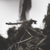 For a Radical Approach of Ecosophy