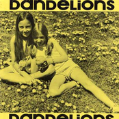 dandelions