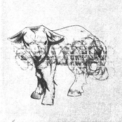 Like a Porcelain Lamb