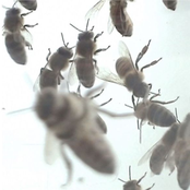 All the Things - Single